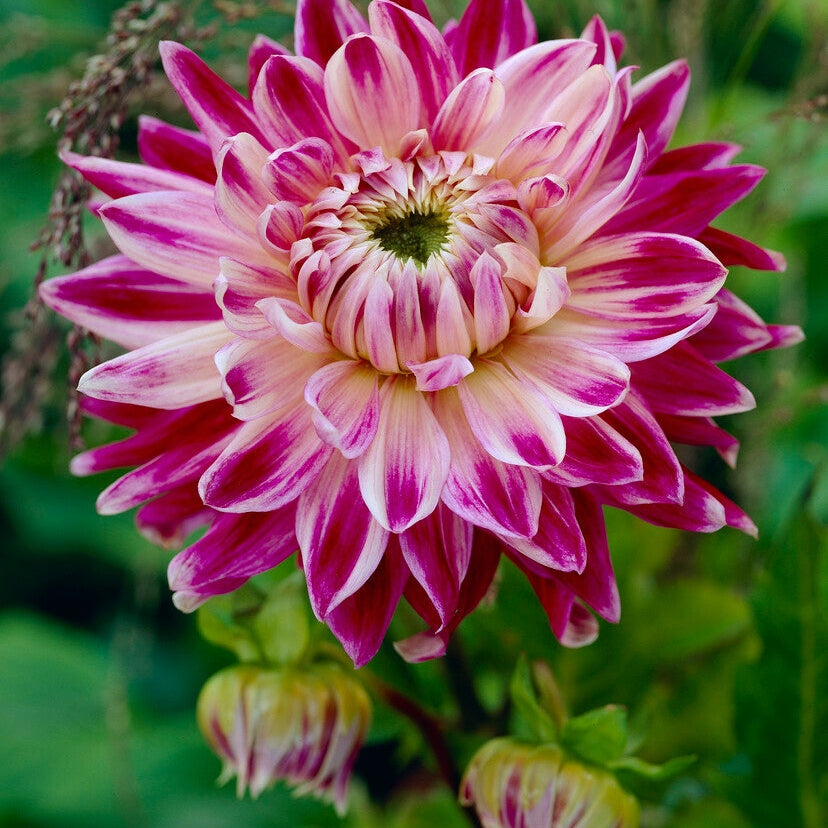 Dahlia Dekoratiivinen Vancouver 1-pakkaus