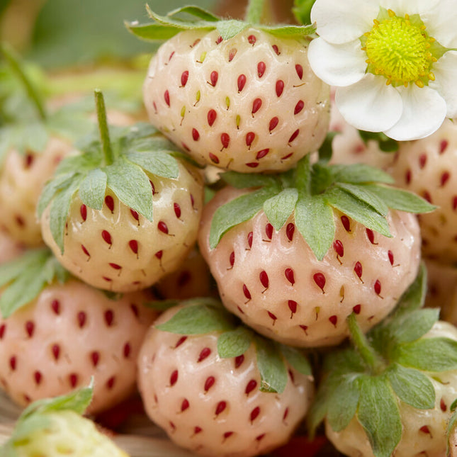 Jordgubb White Pineberry 2-pack