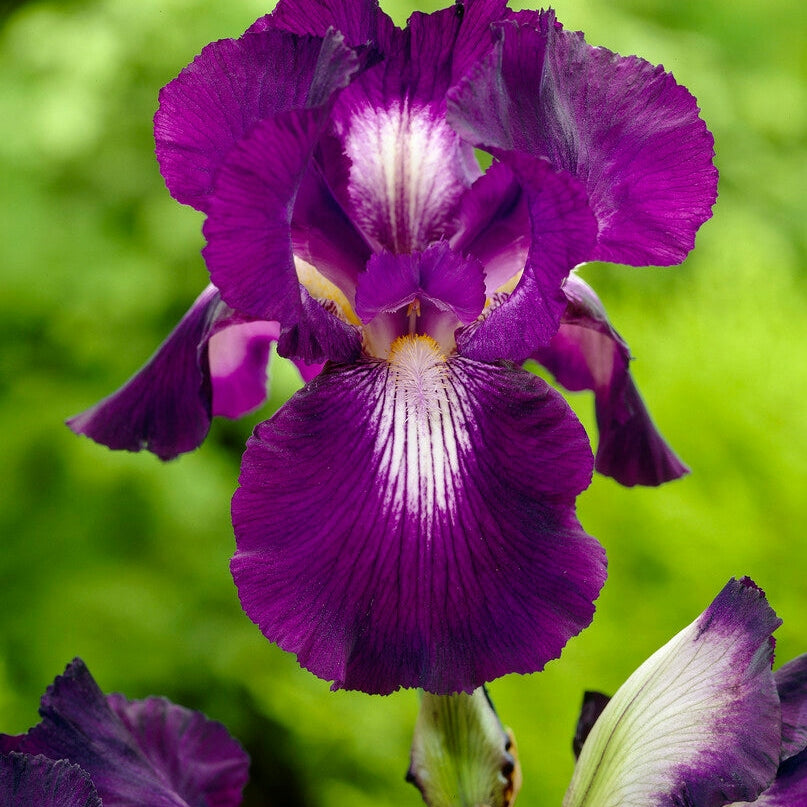 Tyskiris-Iris Germanica Exotic Star 1-pakkaus