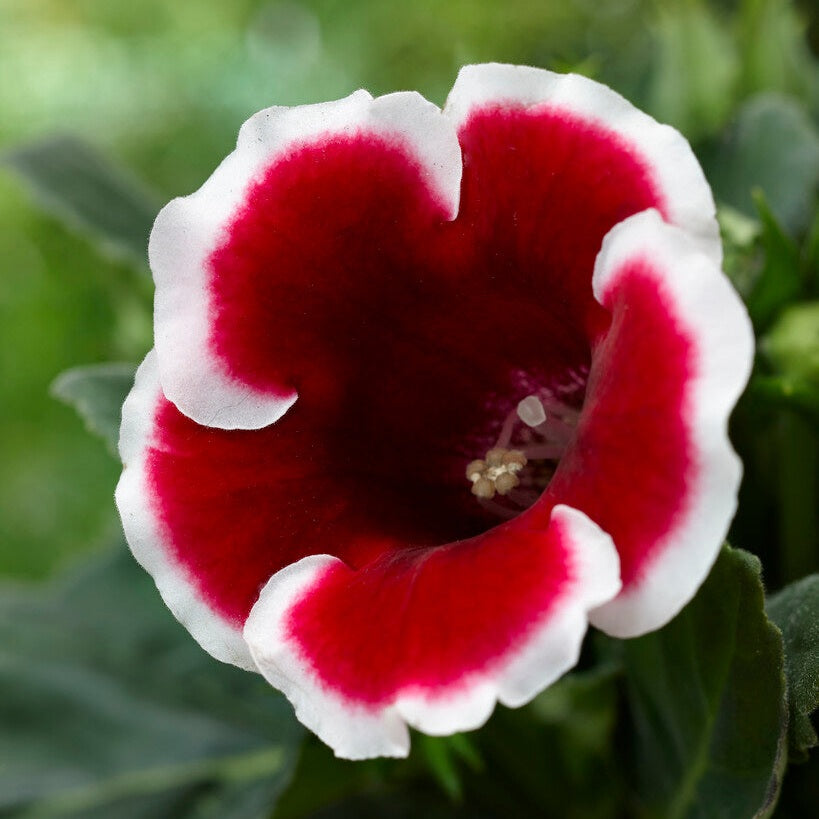Gloxinia Kaiser Friedrich 1-paketti