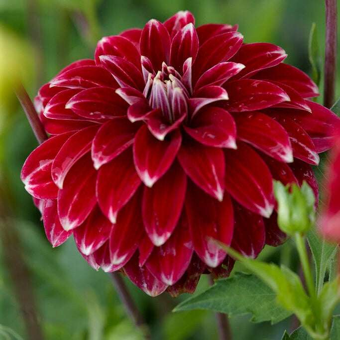 Dahlia Pompon Red Rock 1-pakkaus