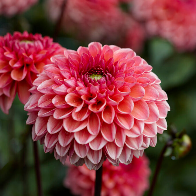 Dahlia Boll Daisy Duke 1-pack