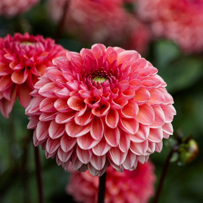 Dahlia Boll Daisy Duke 1-pakkaus