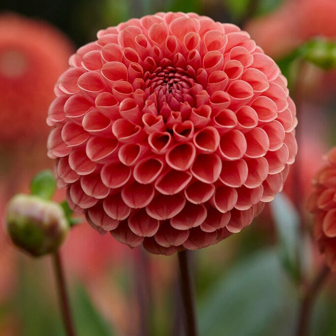 Dahlia Pompon Cornel Pronssi 1-pakkaus