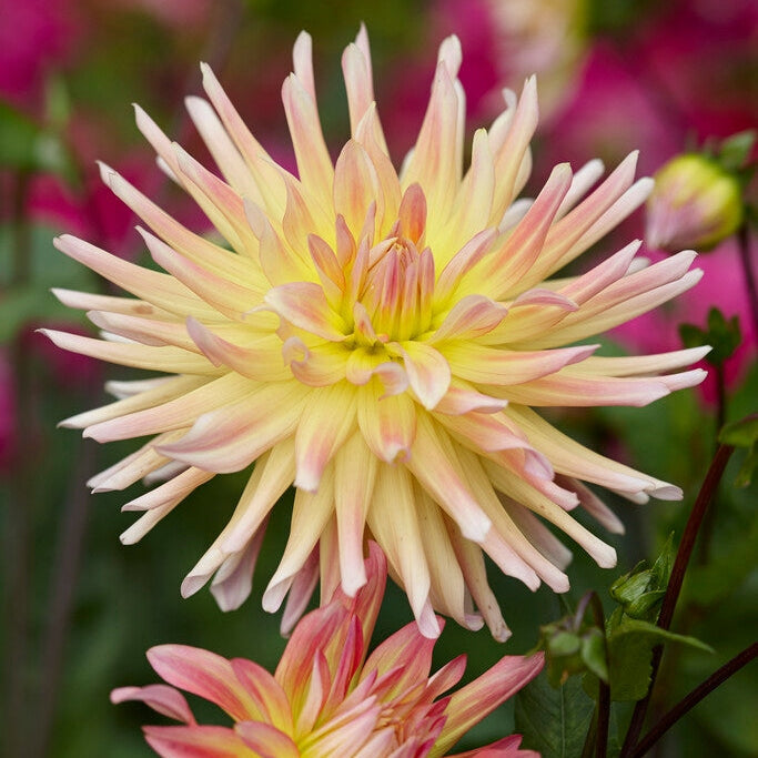 Dahlia Kaktus Cabana Banaani 1-pakkaus