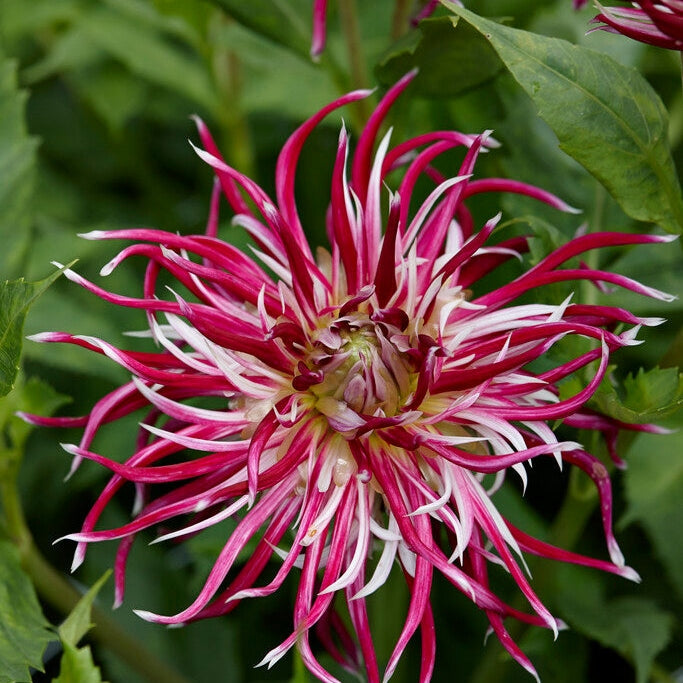 Dahlia Kaktus Hollyhill Spiderwoman 1-pakkaus