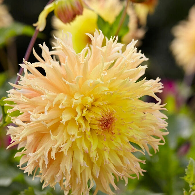 Dahlia Kaktus Mingus Joshua 1-pakkaus