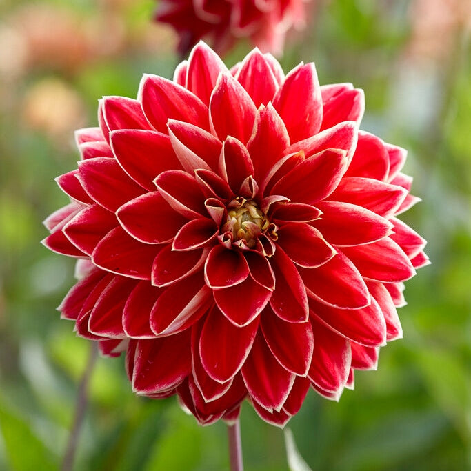 Dahlia Dekorativ Maxime 1-pakkaus