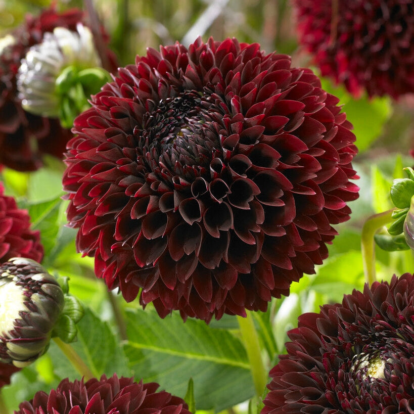 Dahlia Boll Jowey Mirella 1-pakkaus