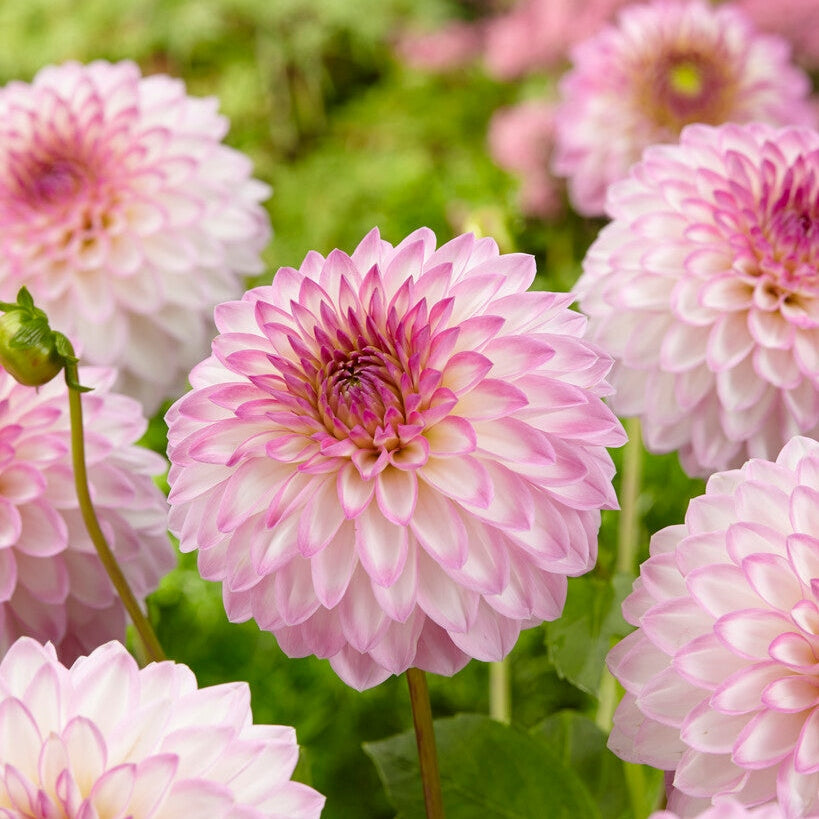 Dahlia Dekoratiivinen Arbatax 1-pakkaus UUTUUS