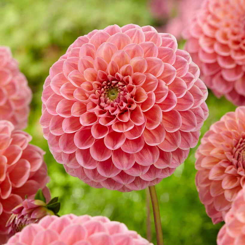 Dahlia Pompon Natalie G 1-pakkaus