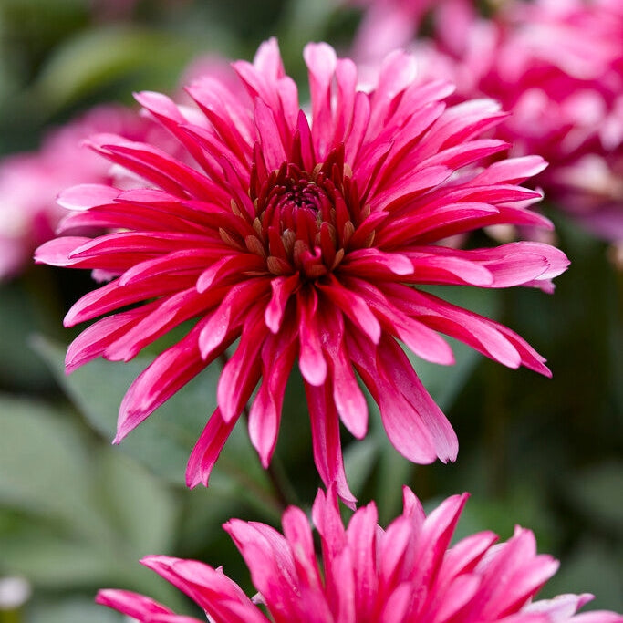 Dahlia Gallerie Art Nouveau 1-pakkaus