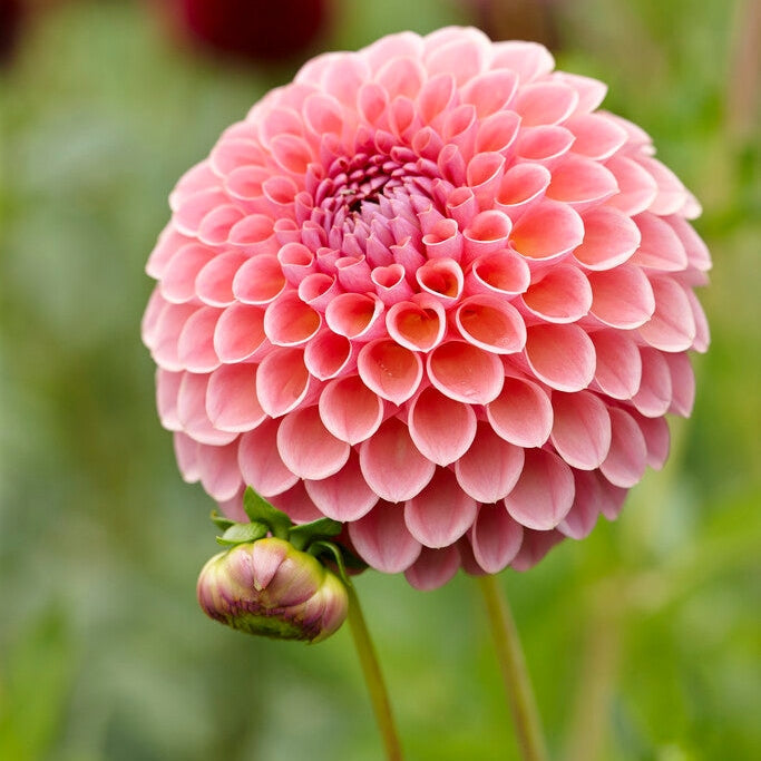 Dahlia Boll Jowey Winnie 1-pakkaus