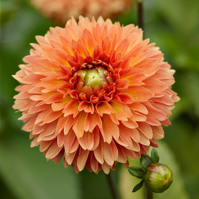 Dahlia Koristeellinen Oranssi Impact 1-pakkaus