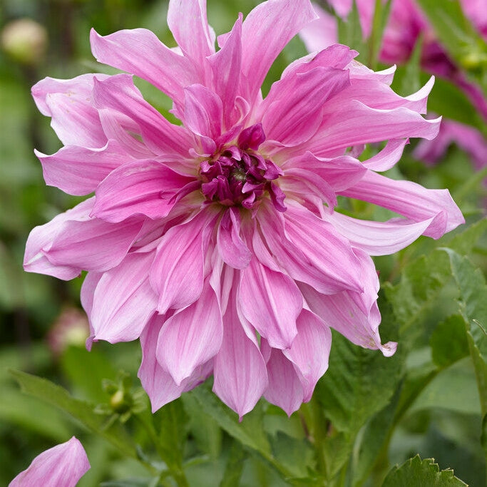 Dahlia Dekorativ Laventeli Rypyt 1-pakkaus