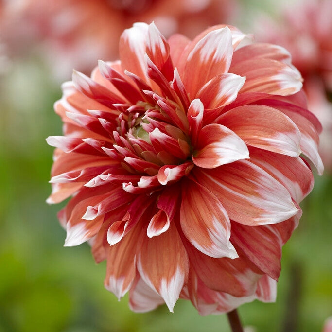 Dahlia Kaktus Frost Nip 1-pakkaus