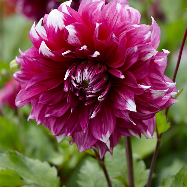 Dahlia Dekorativ Yarra Falls 1-pack