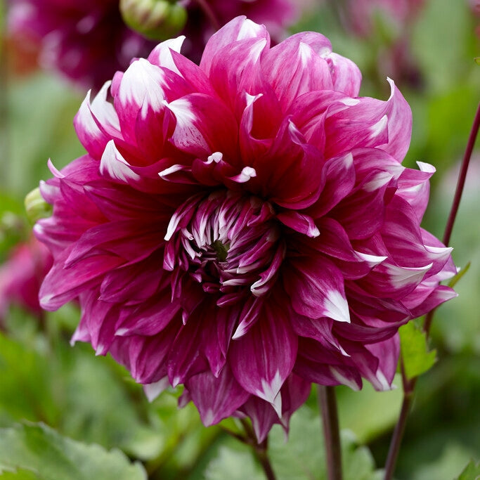 Dahlia Dekoratiivinen Yarra Falls 1-pakkaus