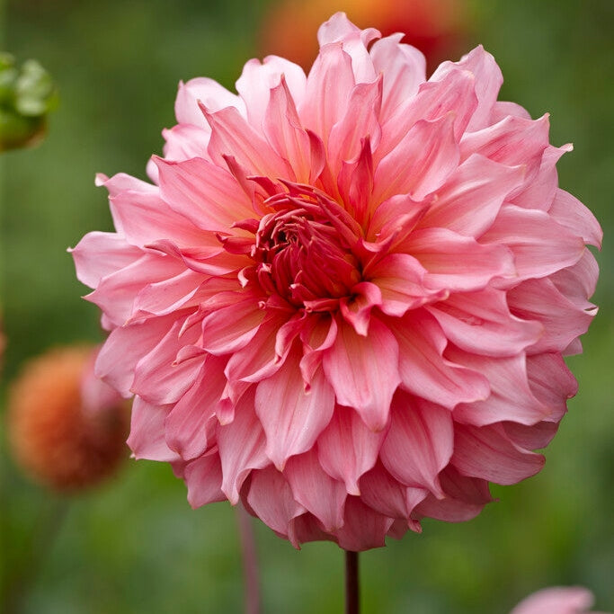 Dahlia Dekoratiivinen Islander 1-pakkaus