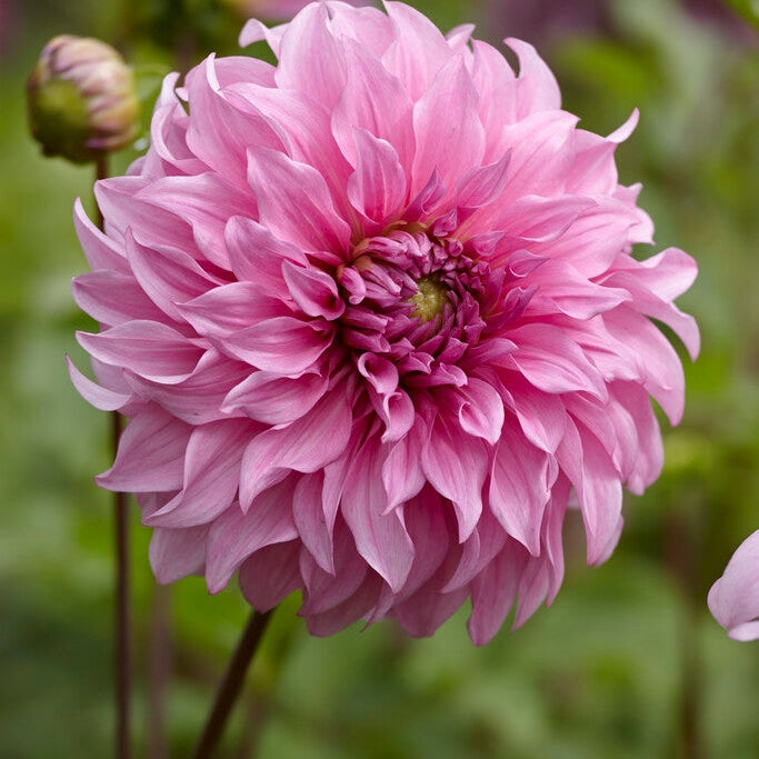 Dahlia Koristeellinen Vassio Meggos 1-pakkaus