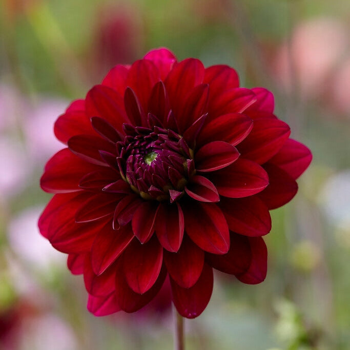 Dahlia Dekoratiivinen Karma Naomi 1-pakkaus
