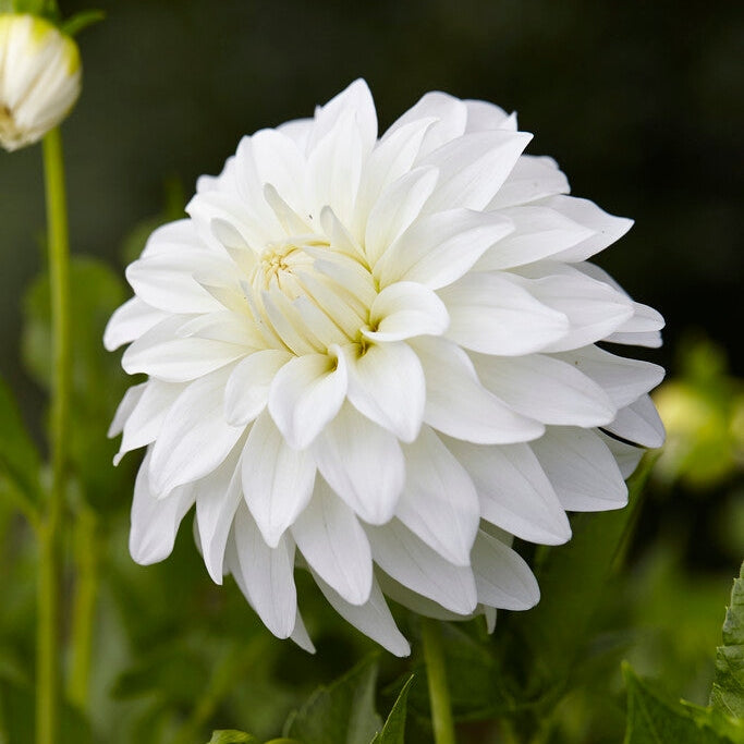 Dahlia Dekoratiivinen Lady Liberty 1-pakkaus