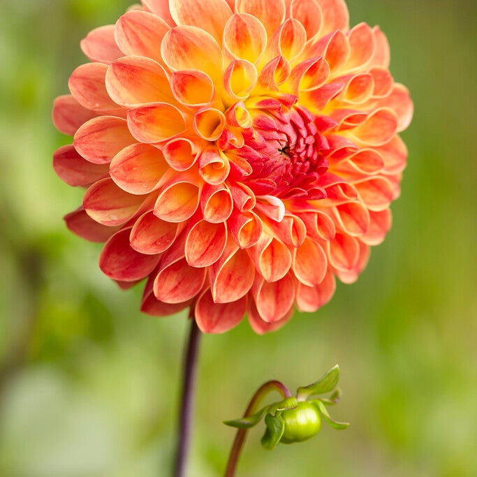 Dahlia Boll Jowey Chantal 1-pakkaus