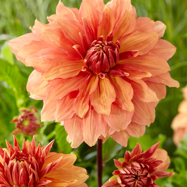 Dahlia Dekorativ Mango Madness 1-pack