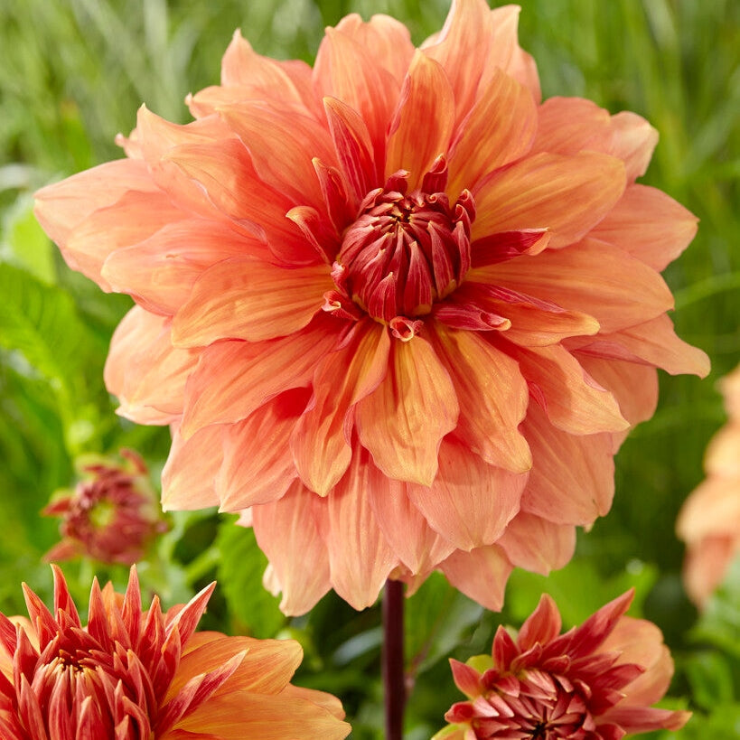 Dahlia Dekoratiivinen Mango Madness 1-pakkaus