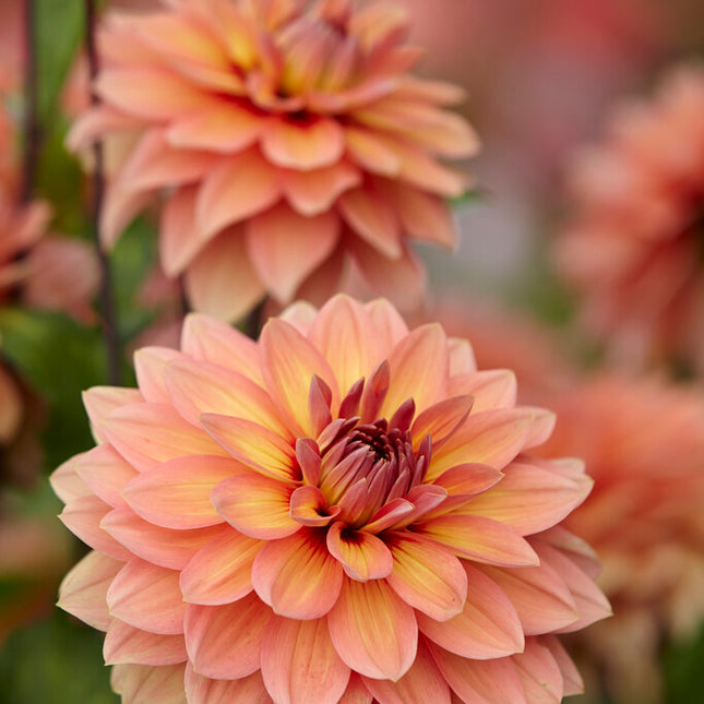 Dahlia Dekorativ Nicholas 1-pack NYHET