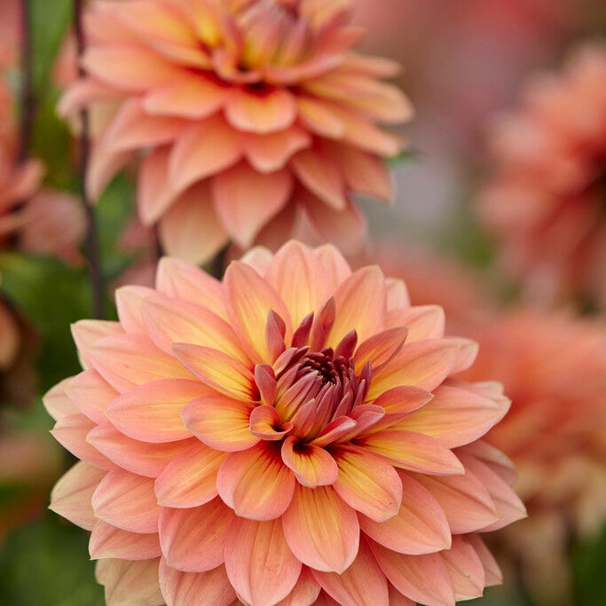 Dahlia Dekoratiivinen Nicholas 1-pakkaus