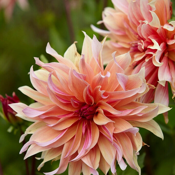 Dahlia Kaktus Labyrintti 1-pakkaus