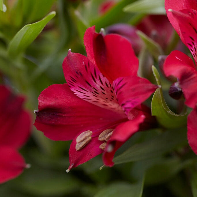 Alstroemeria Punainen 2-pack