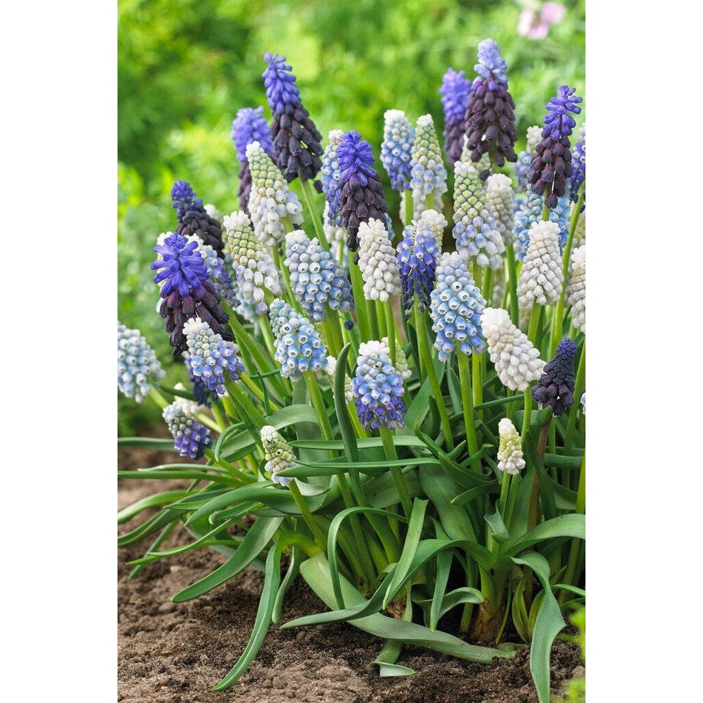 Armenialainen helmihyasintti - Muscari armeniacum &