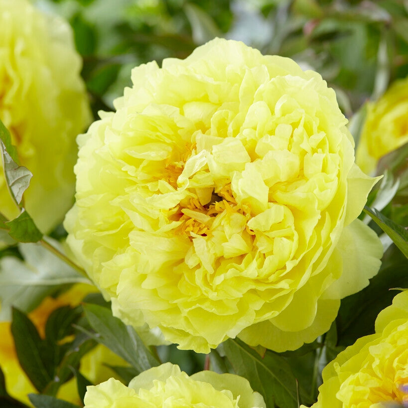 Pioni-Paeonia Bartzella 1-pakkaus