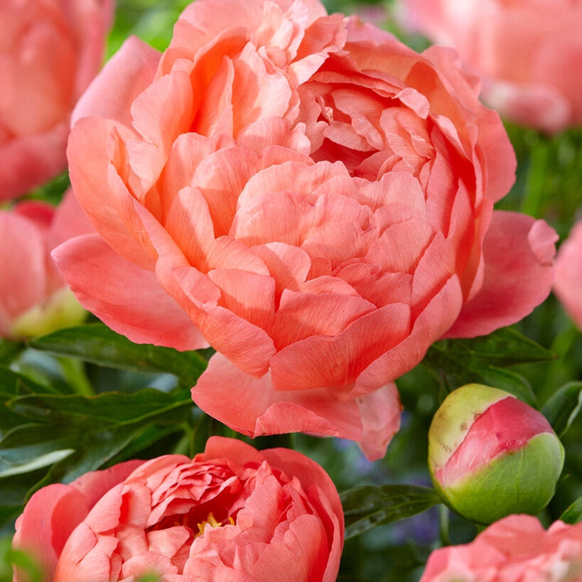 Pioni-Paeonia Coral Sunset 1-pakkaus