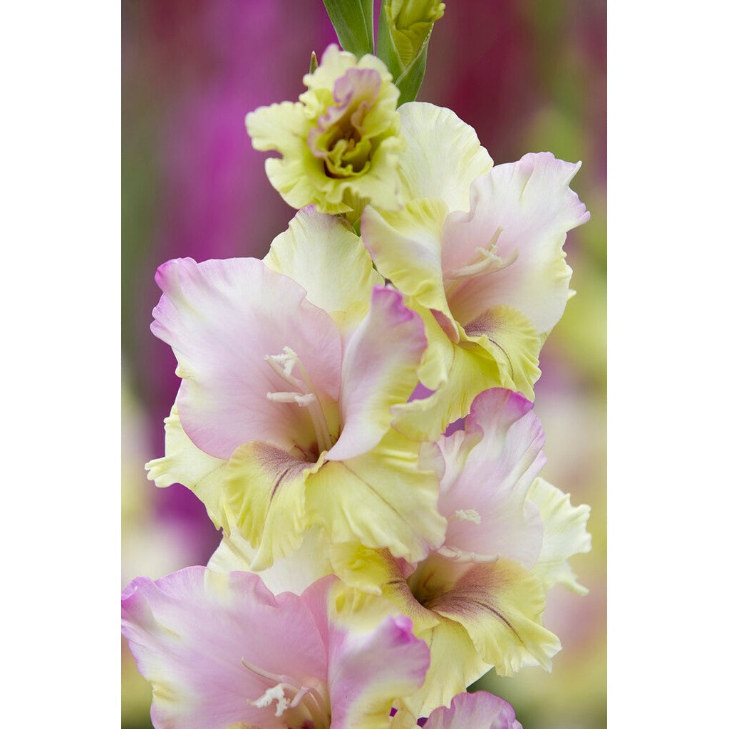 Gladiolus Mon Amour 10-pakkaus