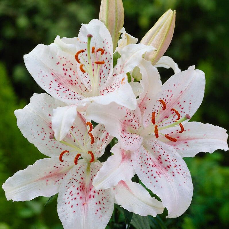 Itämainen lilja - Lilium Oriental Muscadet 2-pack