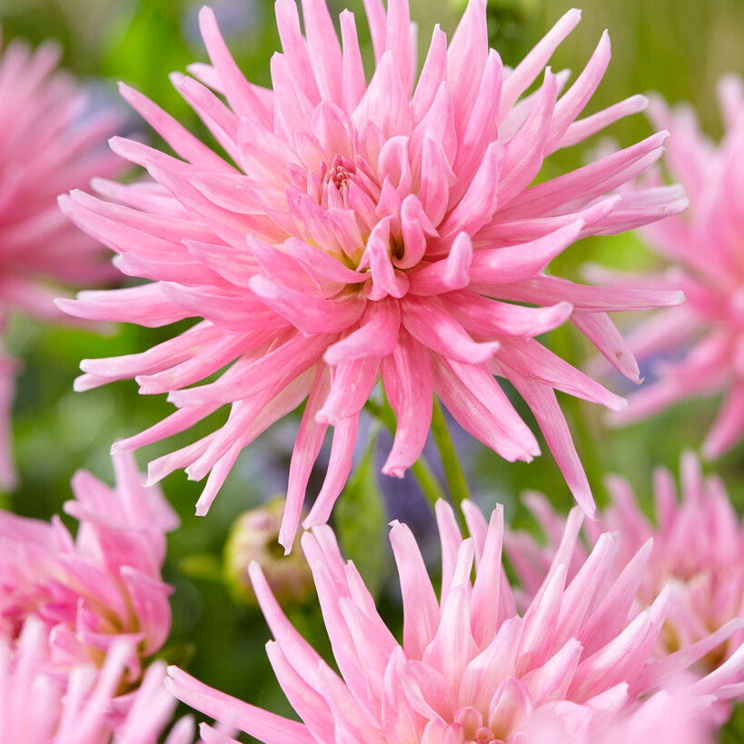 Dahlia Border Park Princes 1-paketti