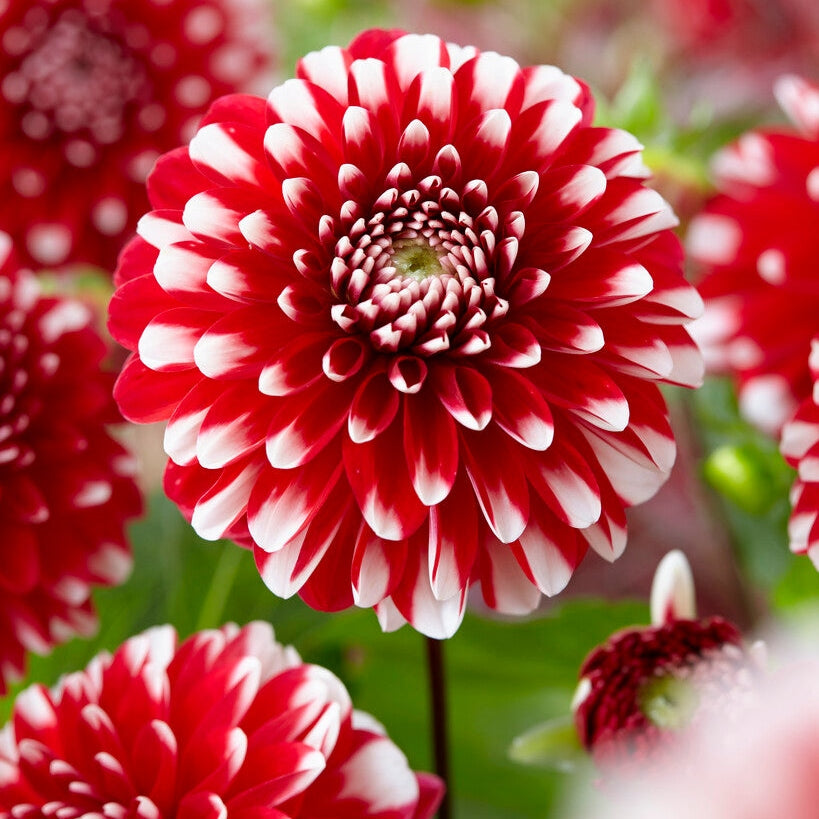 Dahlia Border Little Tiger 1-pakkaus