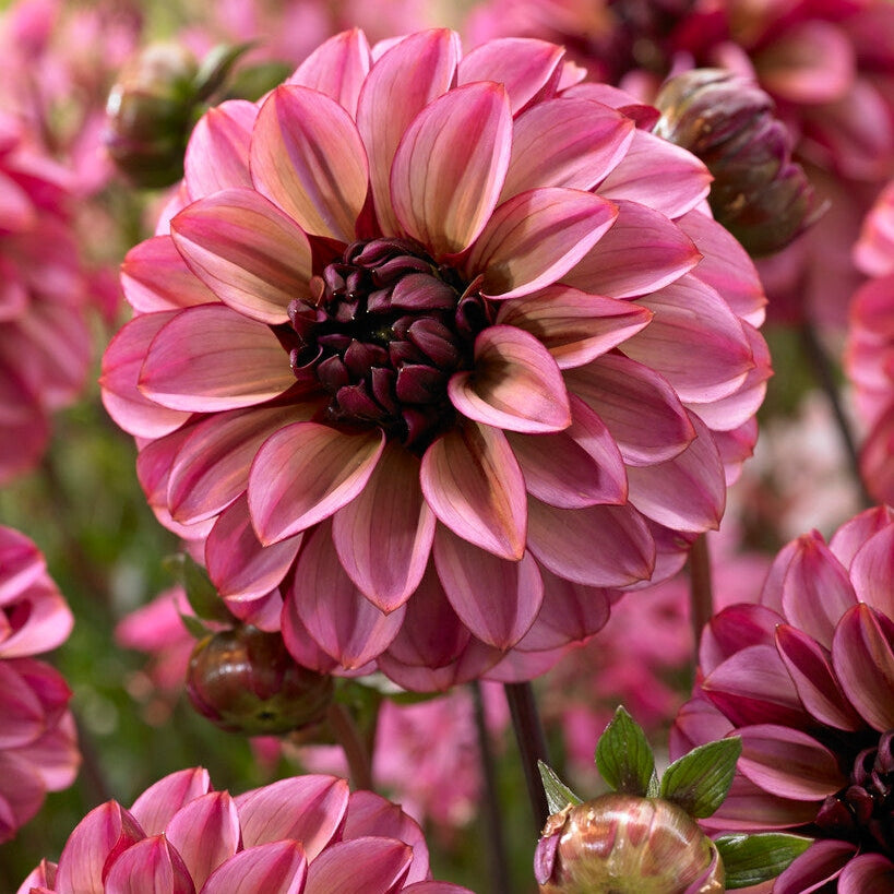 Dahlia Dekorativ Senior&