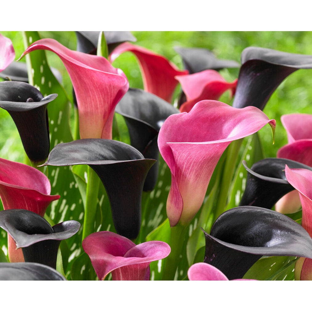 Zantedeschia Contadio 2-pakkaus