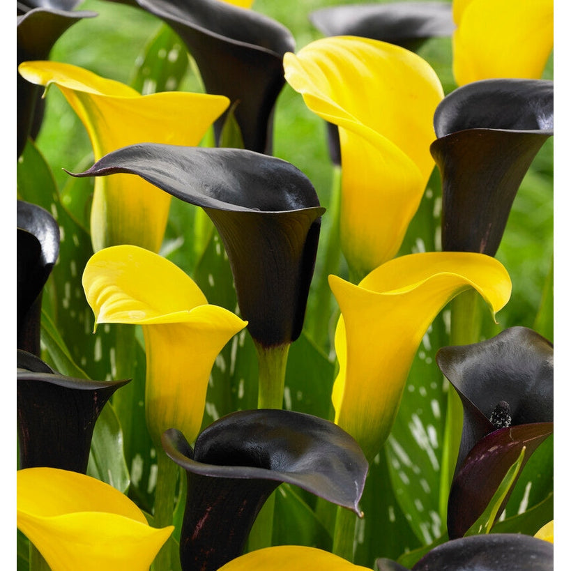 Zantedeschia Vitessa 2-pakkaus