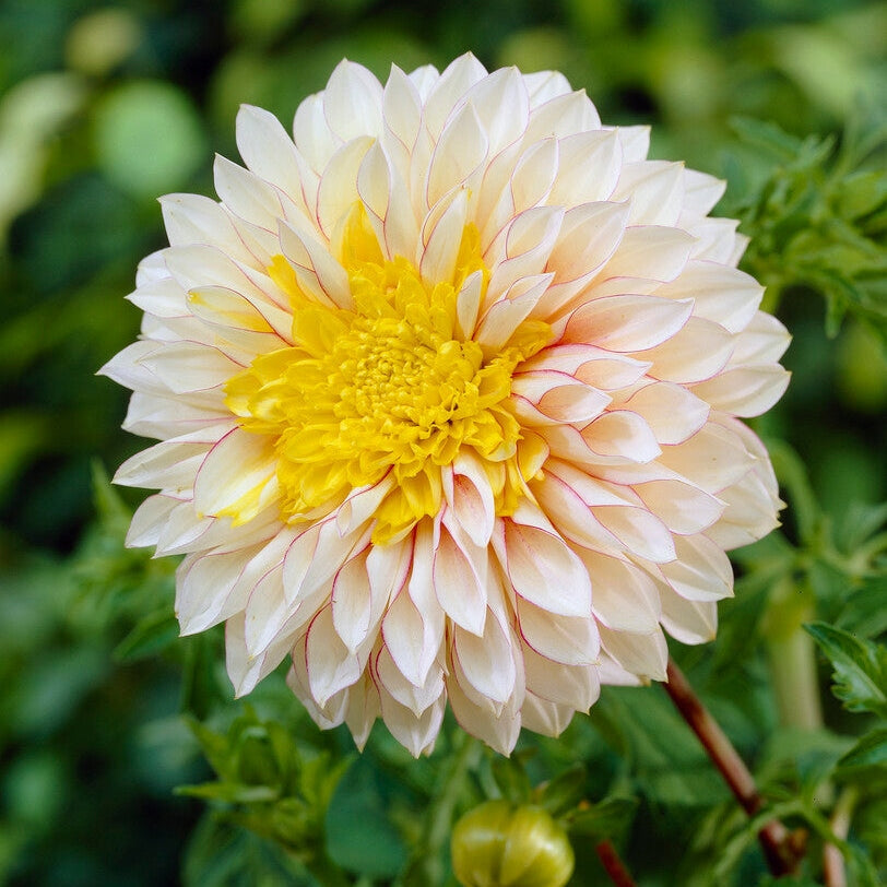 Dahlia Anemone Polka 1-pakka