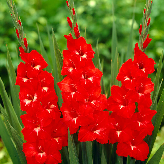 Gladiolus Traderhorn 10-pack