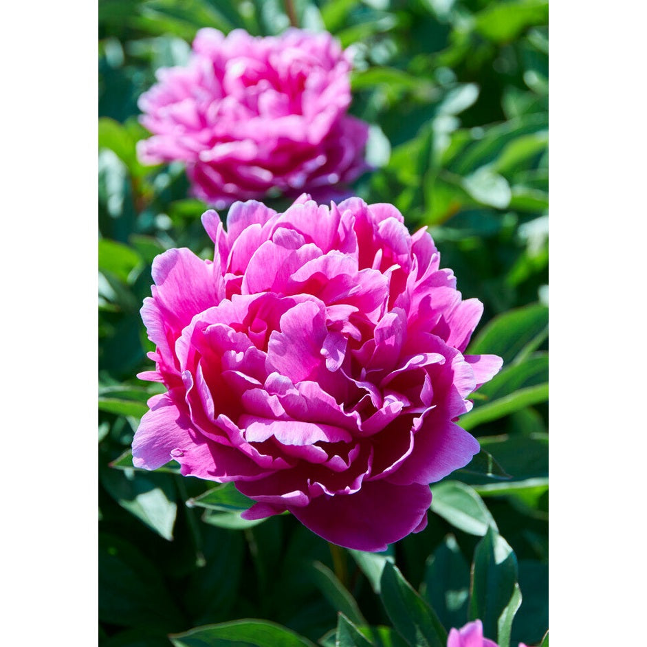 Pioni-Paeonia Jadwiga 1-pakkaus