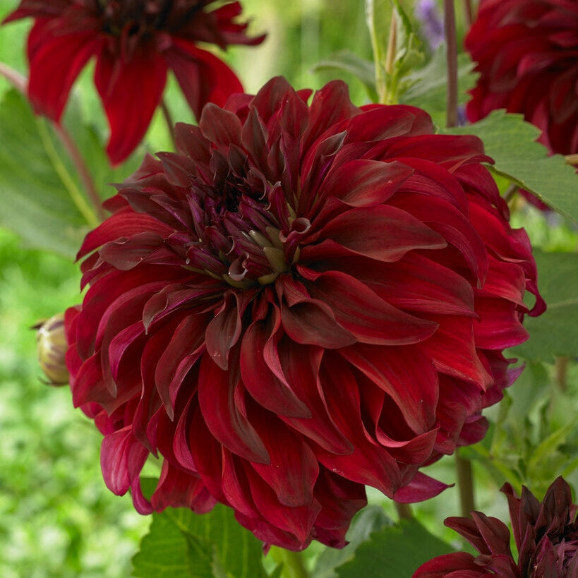 Dahlia Dekoratiivinen Spartacus 1-pakkaus