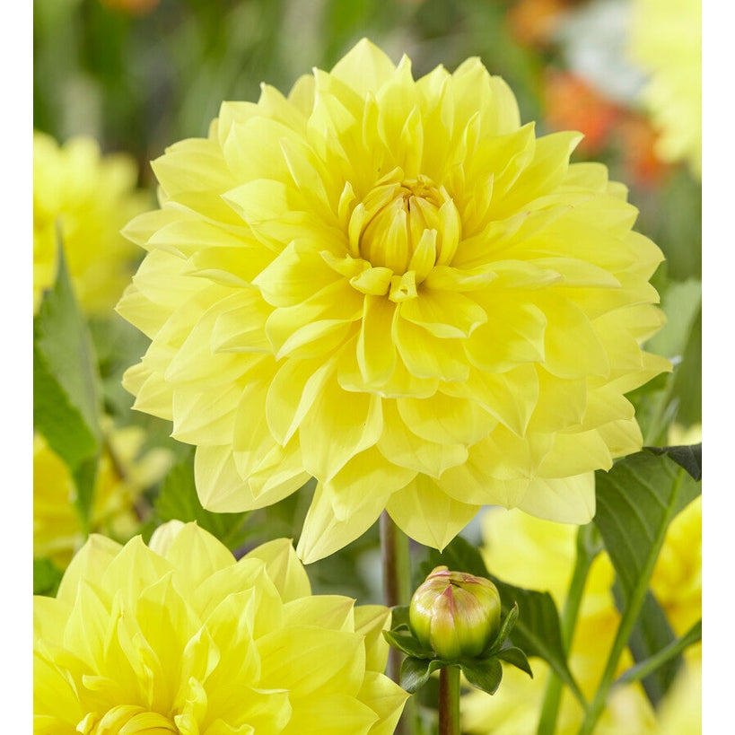 Dahlia American Sun Koristeellinen 1-pakkaus UUTUUS