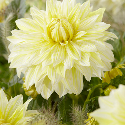 Dahlia Dekorativ La Luna 1-pack