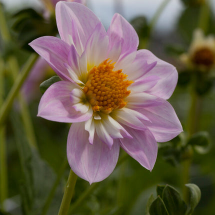 Dahlia Anemone Teesbrooke Audrey 1-pack